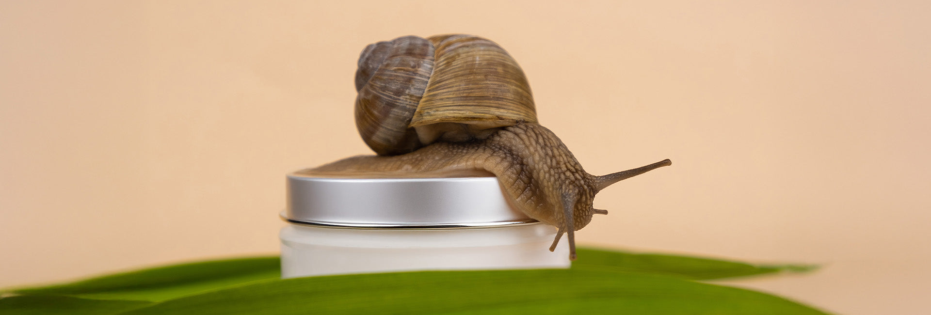 Snail Mucin